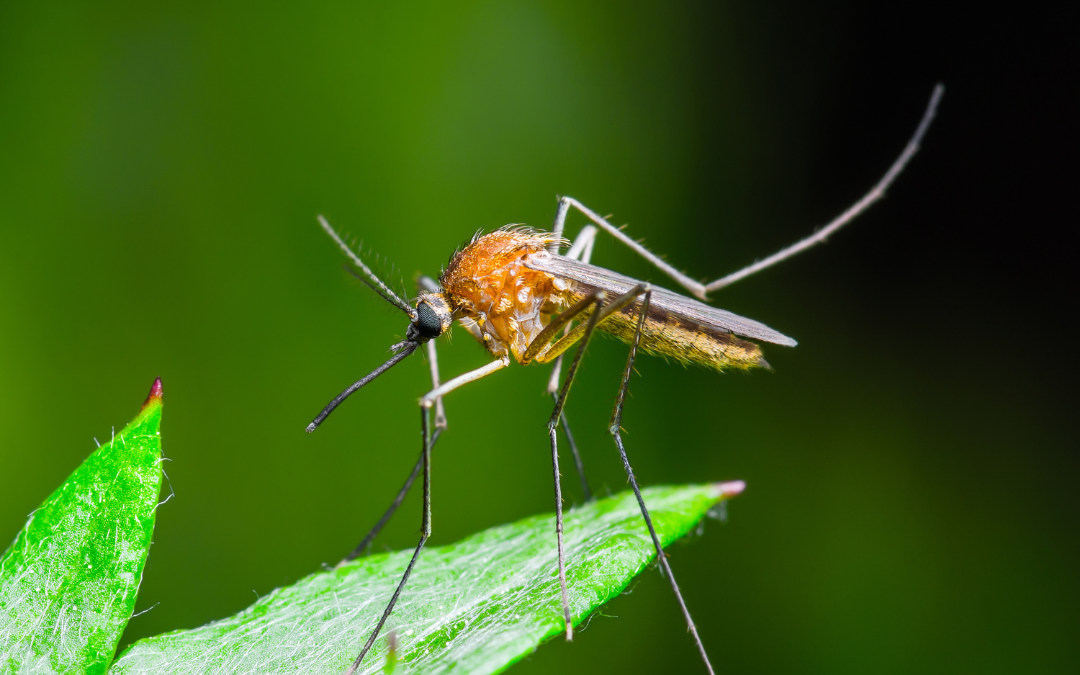 Mosquito Control for Your Yard