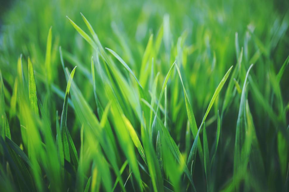 Caring for Cool Season Grasses