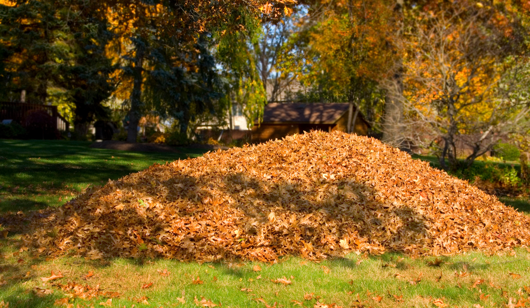 Tasks to Tackle in Your Yard This Fall