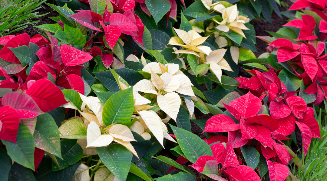 The Beauty of the Poinsettia for the Wisconsin Holidays
